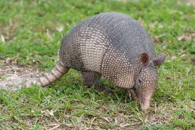 Image result for armadillos