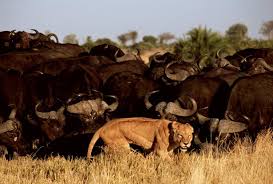 Image result for cape buffalo