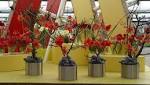 Recycling holiday amaryllis