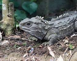 Tuatara