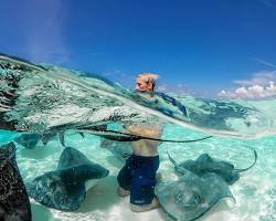 Image of Stingray City, Cayman Islands