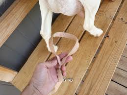 Image result for diy milk stanchion