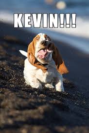 Image result for Animal Meme