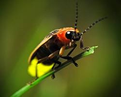 Image of fireflies in Texas