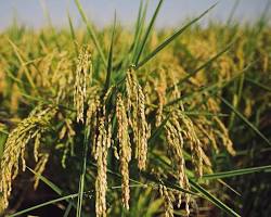 Image of California rice fields