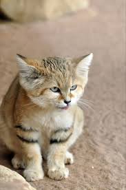 images?q=tbn:ANd9GcSvvTy5HZN14IwXZtwd_twg8ULLhPetGEFVXIu3Zq973t51h7cb