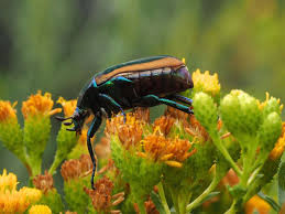 Résultat de recherche d'images pour "metallic green fig beetle"