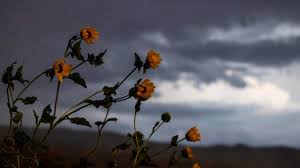 Wind advisory issued for Boise area with power outages possible. How to prepare