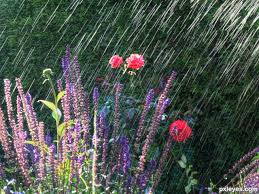 Image result for rain