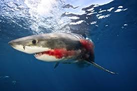 Resultado de imagem para tubarão branco se alimentando de outros tubaroes