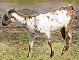 Image result for GOAT