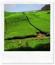 Hasil gambar untuk foto wisata bandung selatan ciwidey