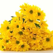 Resultado de imagen para flores amarillas para fin de año