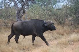 Image result for cape buffalo