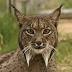 Iberian lynx