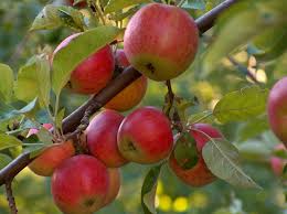 apple trees ile ilgili görsel sonucu