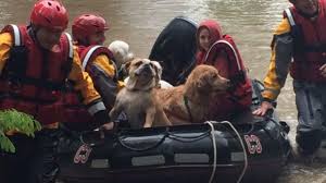 Video 12 Dogs Rescued on Rafts From Flooded Kennel - ABC News