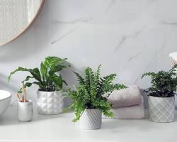 Image of Plants in Bathroom