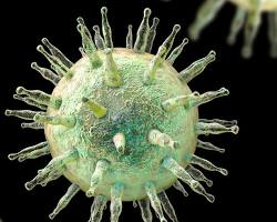 รูปภาพEpsteinBarr Virus (EBV)
