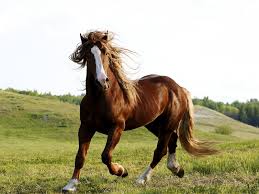 Image result for HORSE