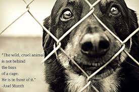 Stop Animal Abuse Quotes. QuotesGram via Relatably.com
