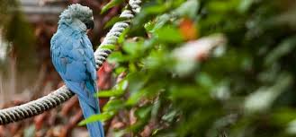 Resultado de imagen de imagenes de loro parque