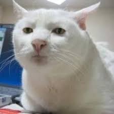 Image result for cat