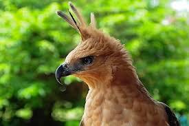 Image result for ELANG JAWA