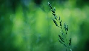 Image result for Grass photography