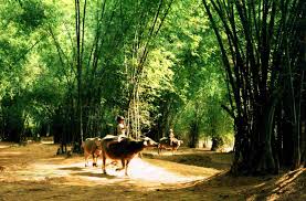Kết quả hình ảnh cho bóng chiều làng tôi