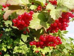 Картинки по запросу плоды калины