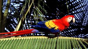 Image result for macaw parrot hd