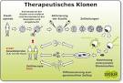 Gentechnik: Schöne neue Klonwelt - Gentechnik - Forschung - Natur