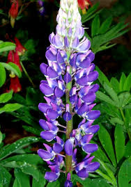 Image result for lupine