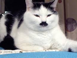 Image result for cat like hitler