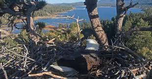 Big Bear bald eagles Jackie and Shadow lose freshly laid eggs