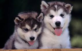Image result for thursday puppy graphics