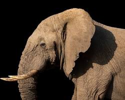 African elephant with long ears