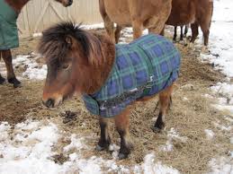 Image result for minature horse shoes