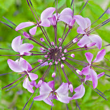 Image result for jacky parker photography
