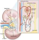 CHRONISCHE INTERSTITIELLE NEPHRITIS