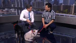 Video Referee Dan Schachner introduces puppies who will be part of Puppy Bowl XXII