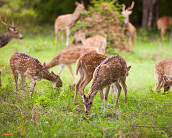 پارک ملی یالا سریلانکا -  جاذبه‌های گردشگری سریلانکا
