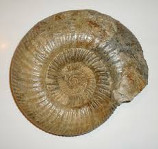Image result for fossils