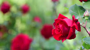 Judith Erickson Obituary June 6, 2026