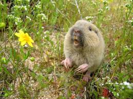 Image result for pocket gophers