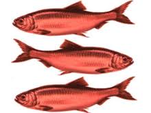 Image result for Red Herring