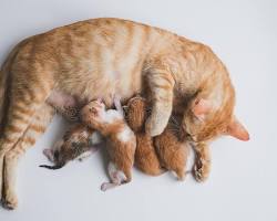 Image of kitten drinking milk from mother