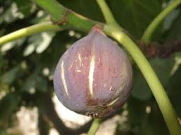 Resultado de imagem para patlican incir