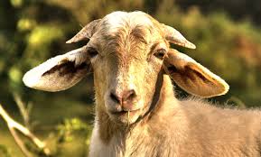 Image result for GOAT